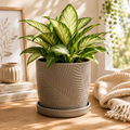 Pot de fleurs en céramique avec soucoupe – Taupe à reliefs de feuilles